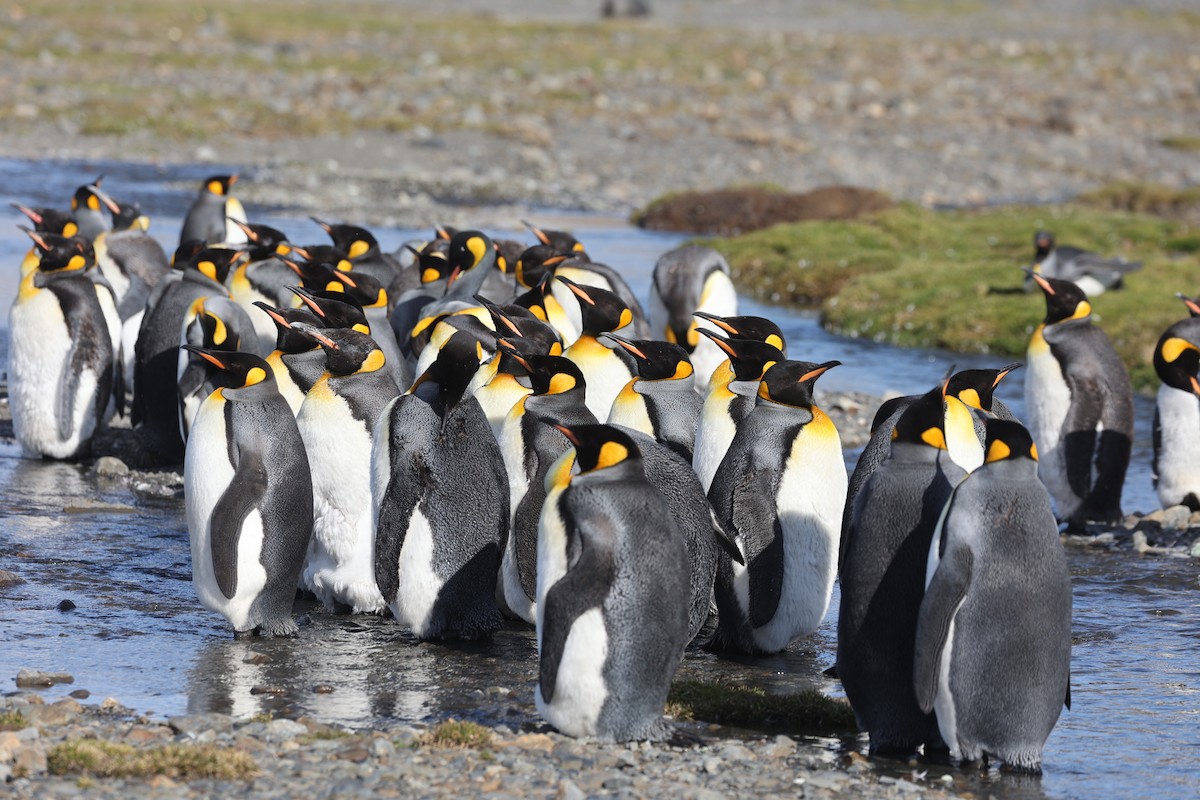 kongepingvin - ML644677583