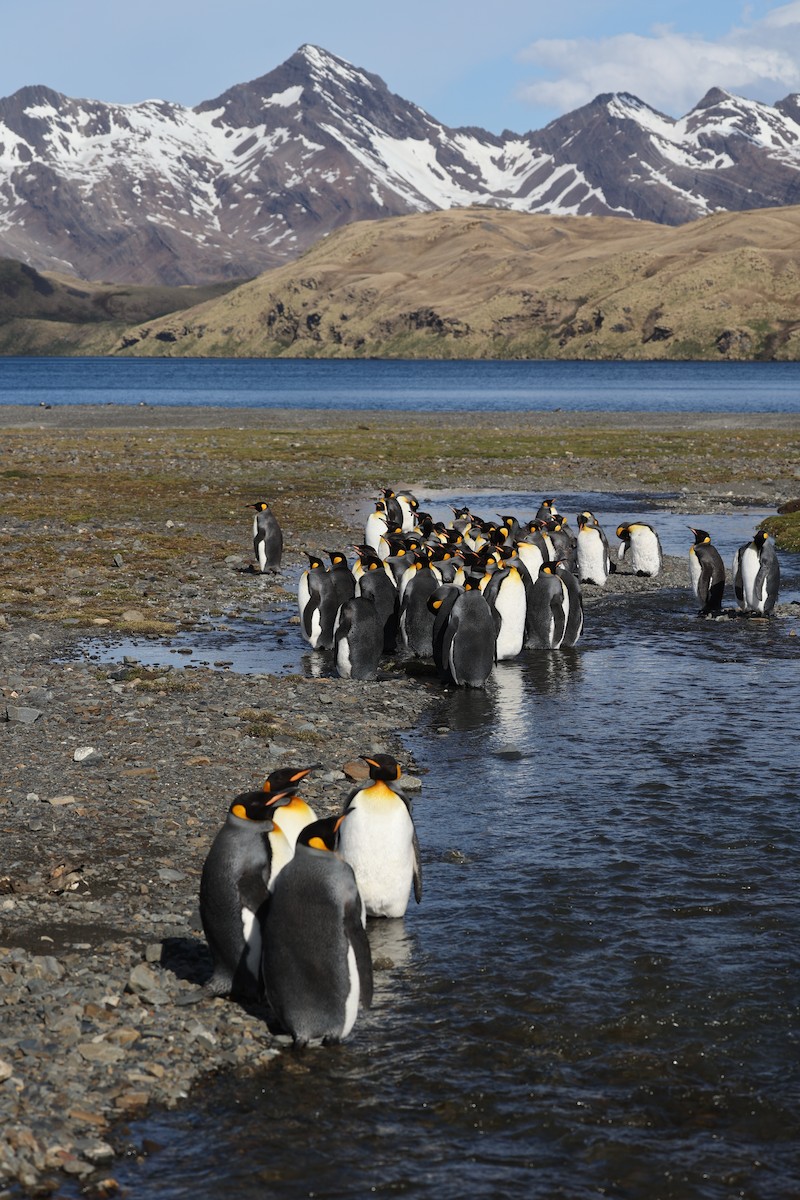 kongepingvin - ML644677584