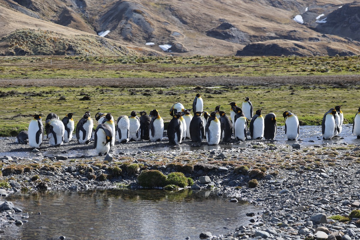 kongepingvin - ML644677585