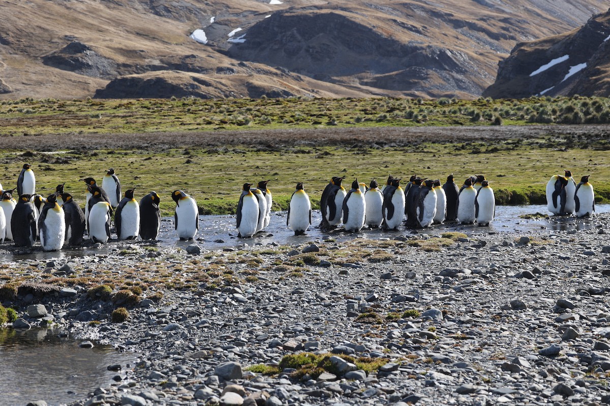 kongepingvin - ML644677586