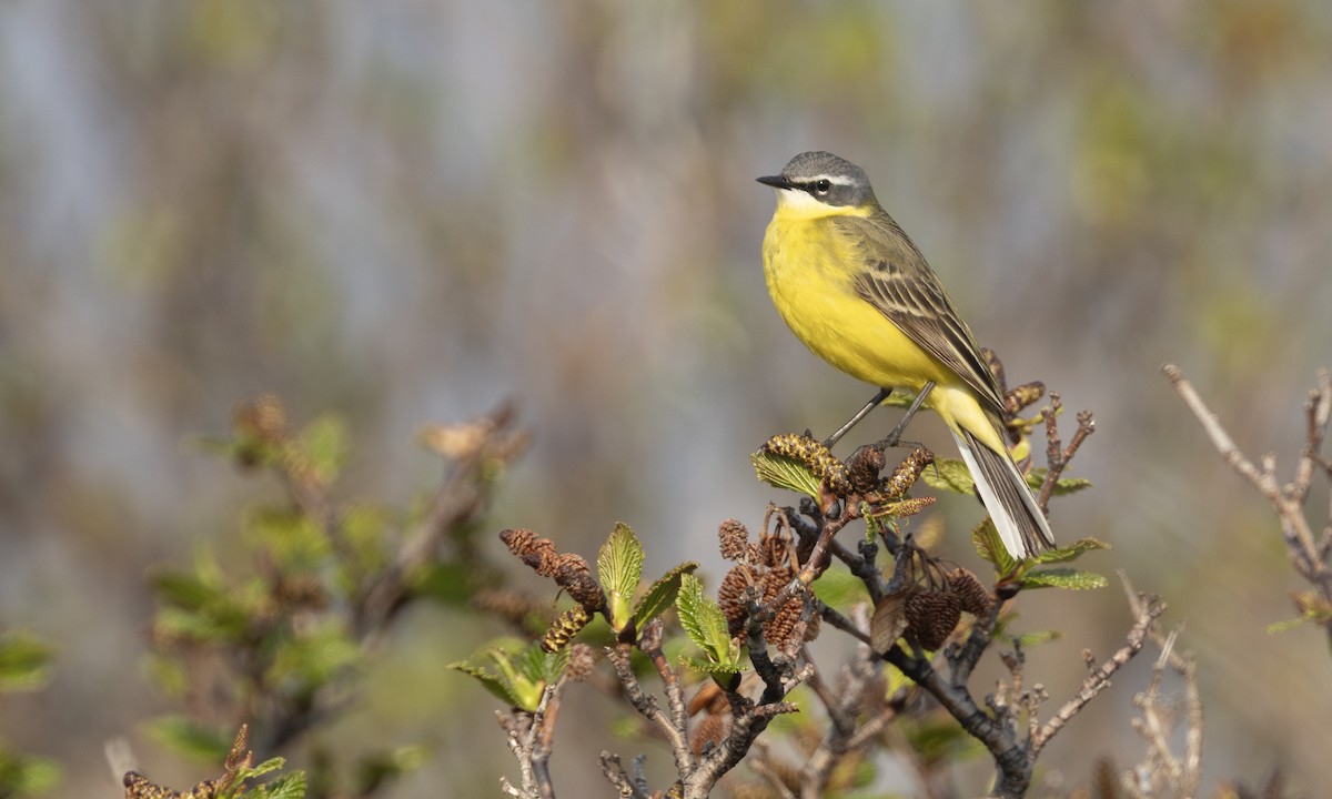 Lavandera de Chukotka - ML644677588