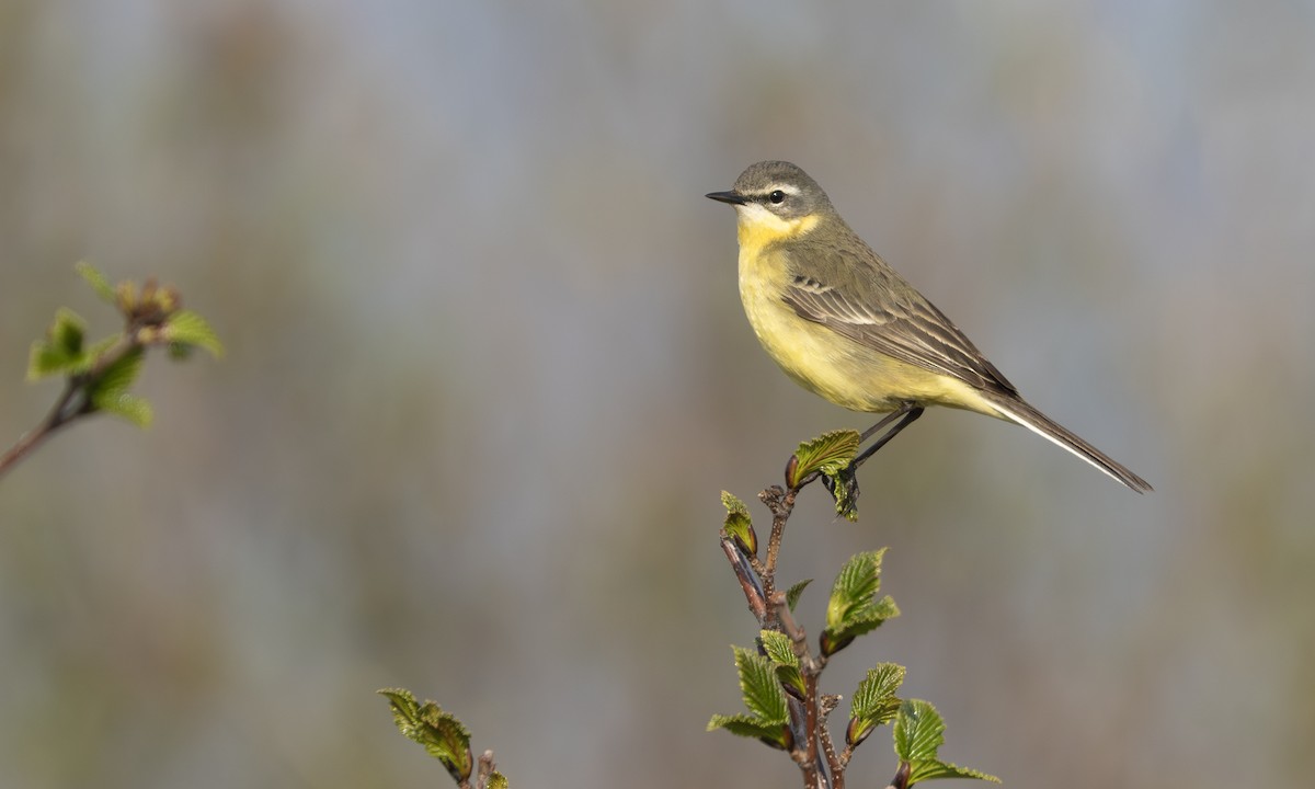 Lavandera de Chukotka - ML644677589