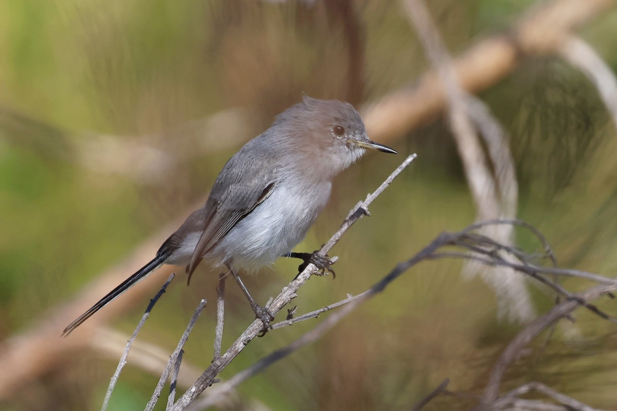 Blue-gray Gnatcatcher - ML644677590