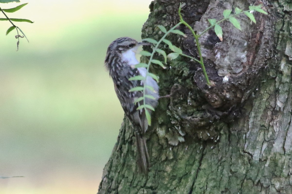 Gerri-txori amerikarra - ML644677592