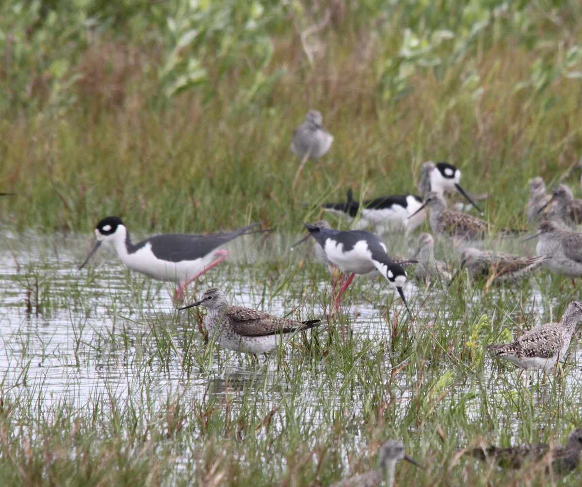 svartkronestylteløper - ML644677601