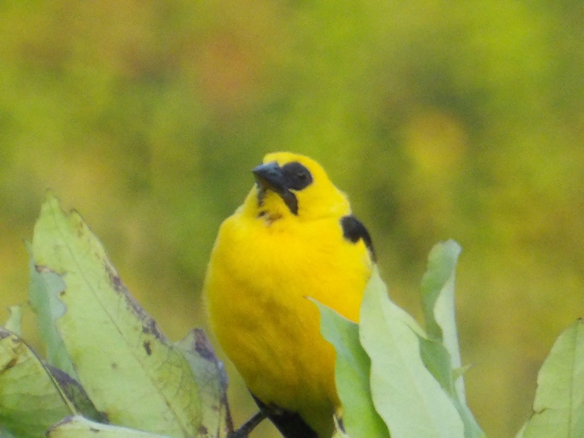 piroltrupial - ML644677602