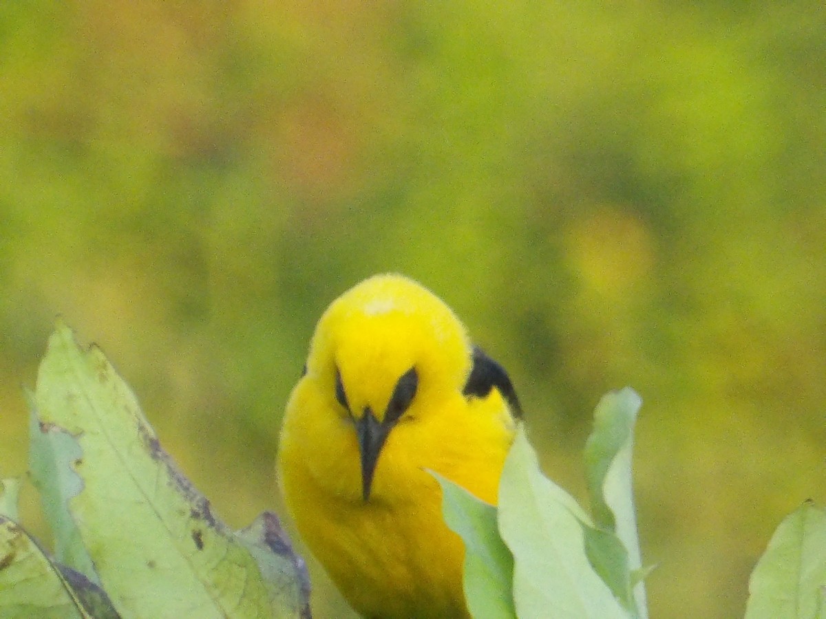 piroltrupial - ML644677603