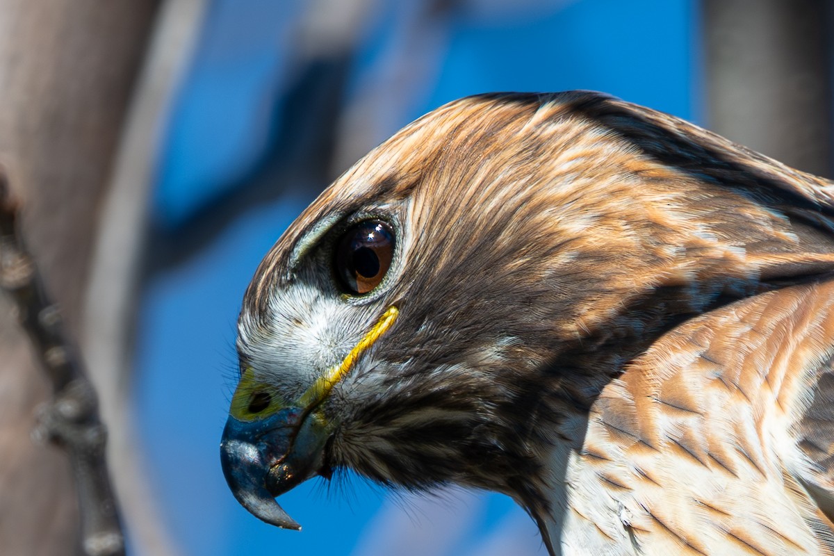 rødstjertvåk - ML644677604