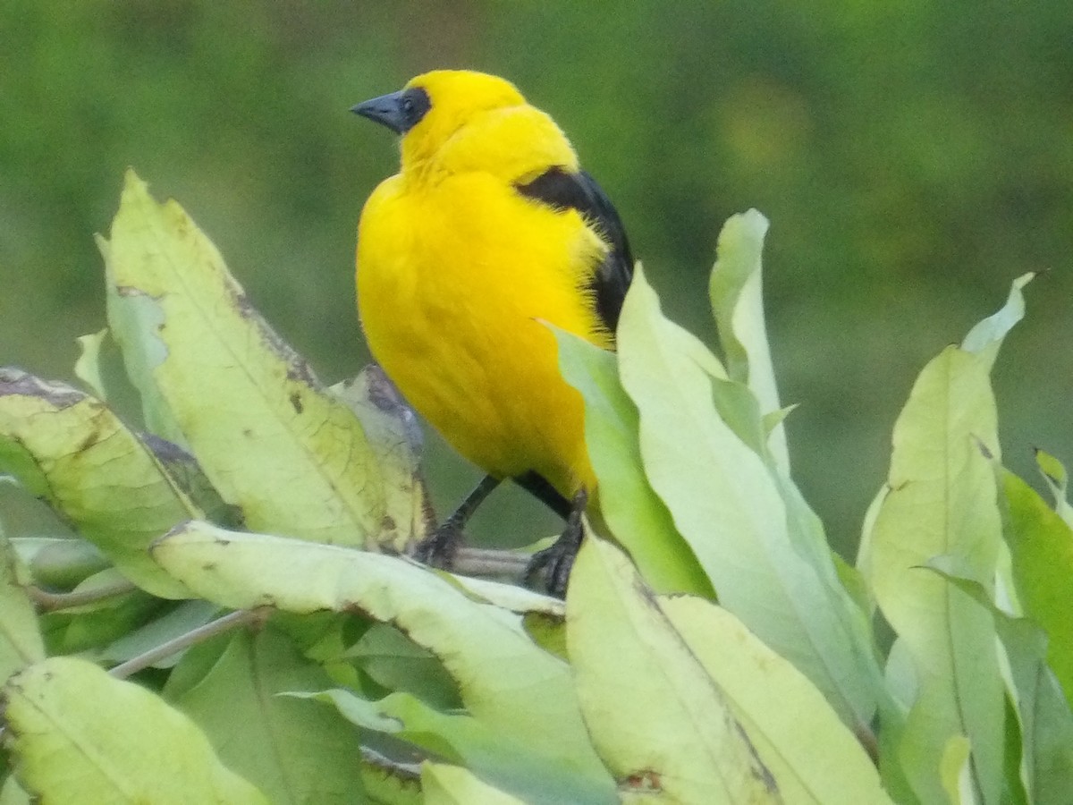 piroltrupial - ML644677605