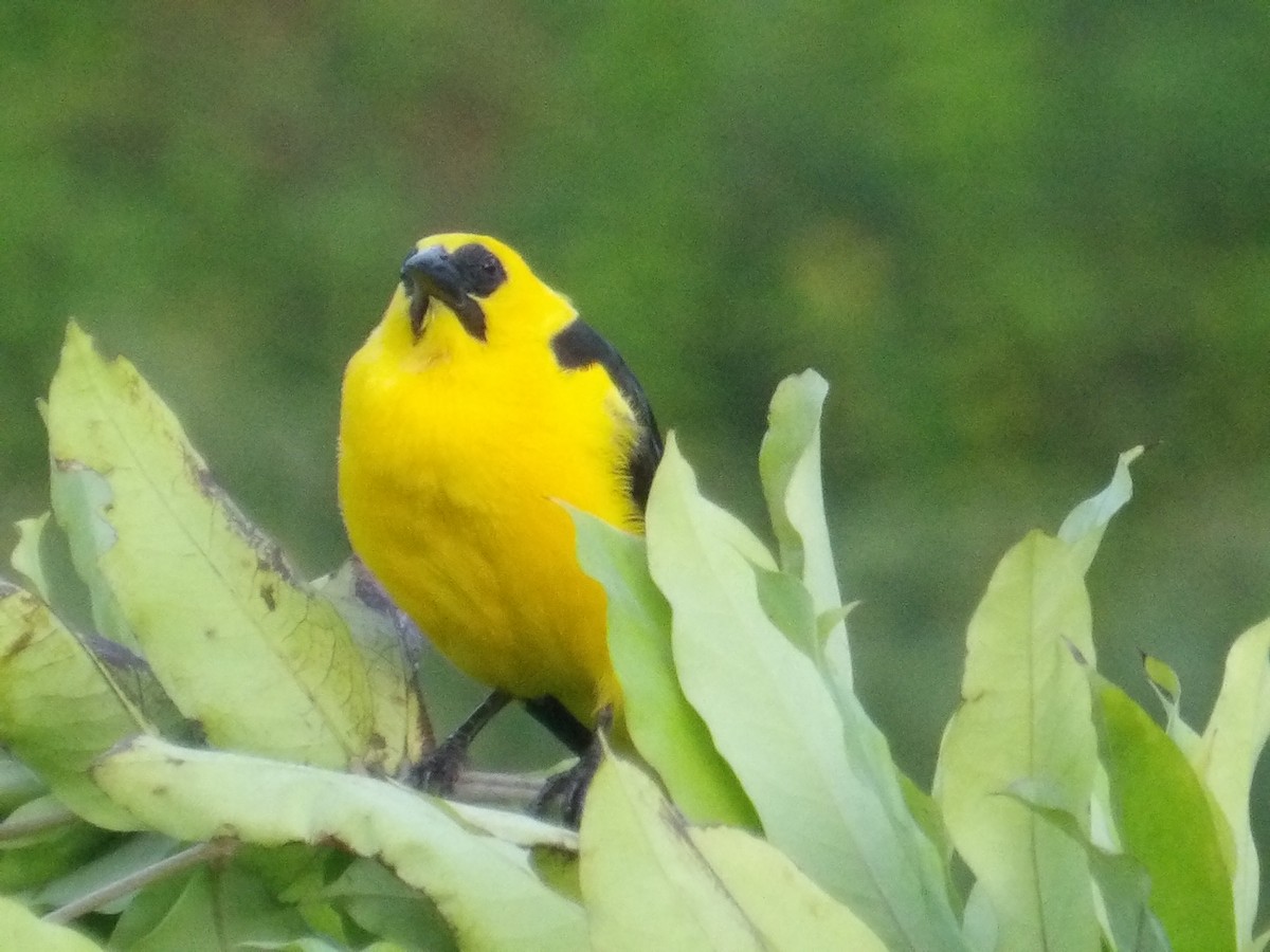 piroltrupial - ML644677606