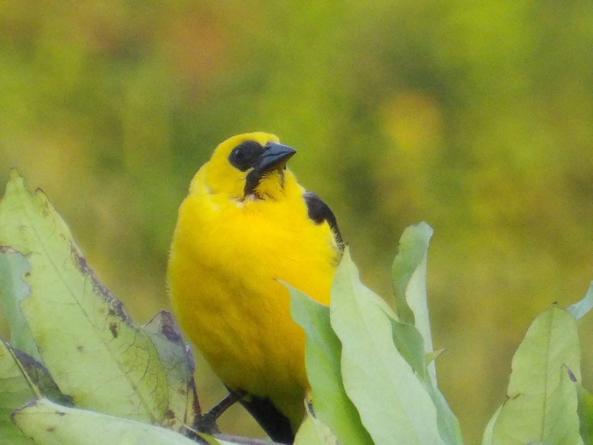 piroltrupial - ML644677607