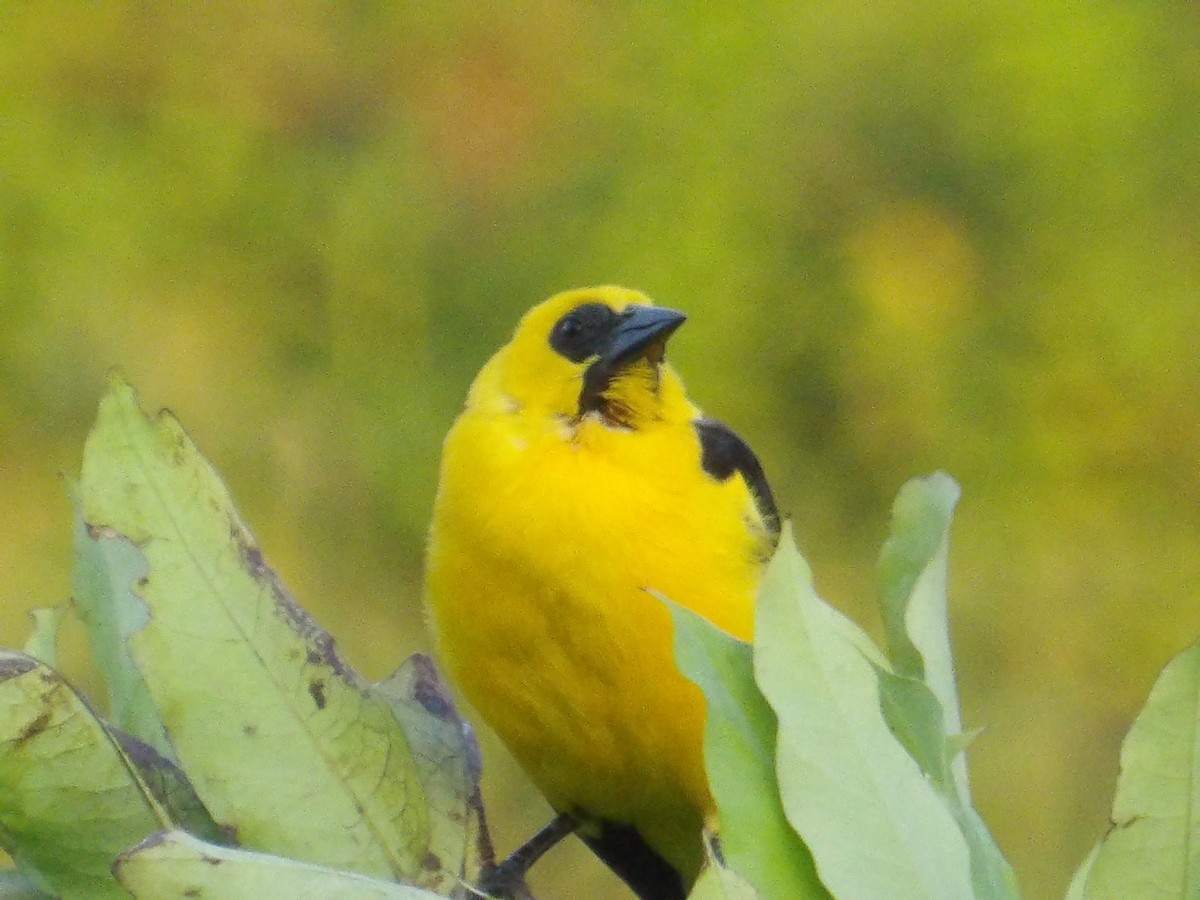 piroltrupial - ML644677608