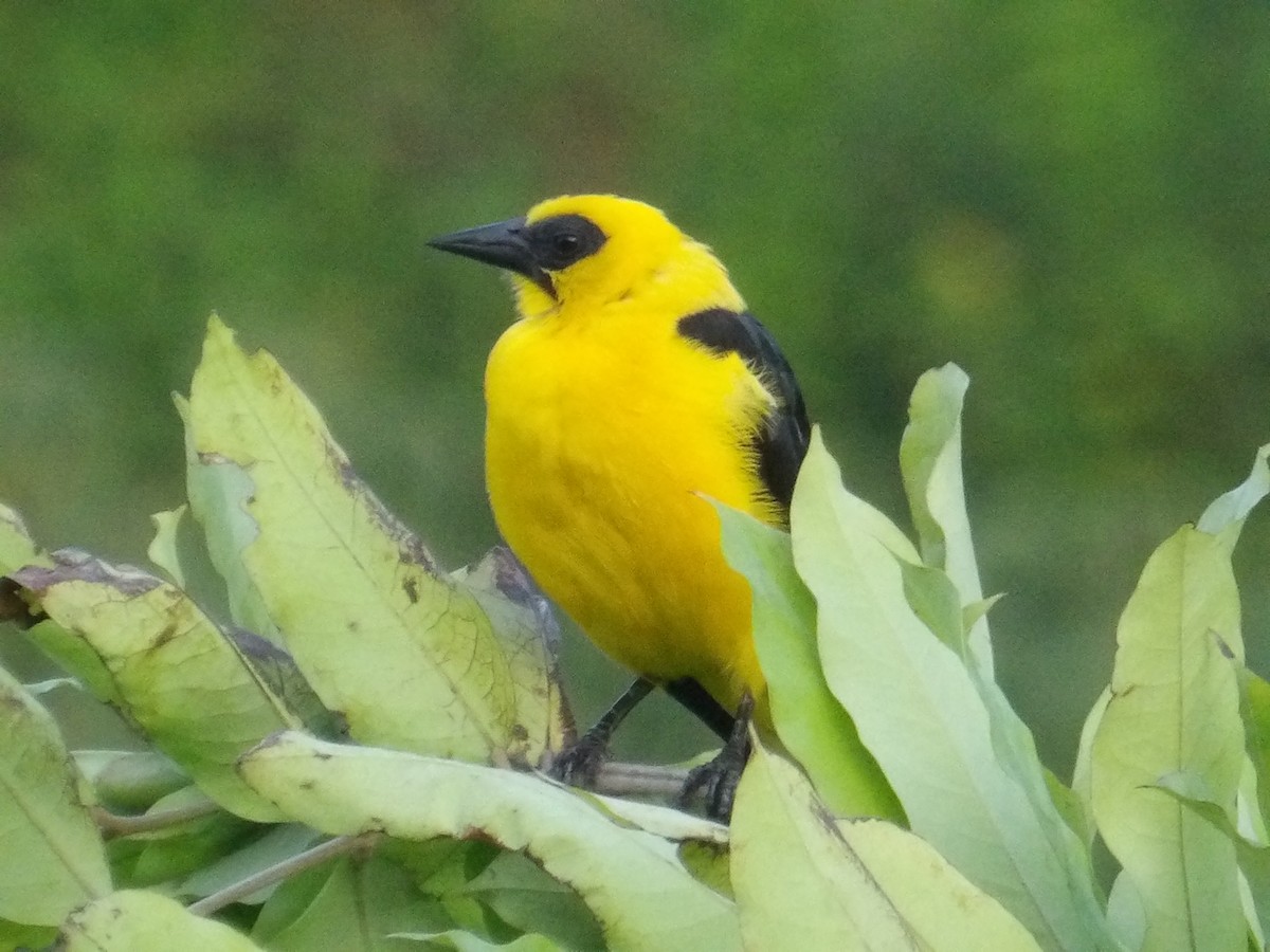 piroltrupial - ML644677609