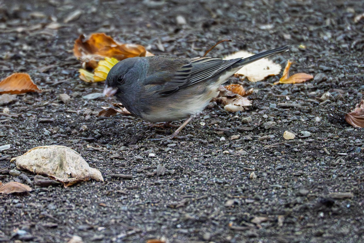 vinterjunko - ML644677614