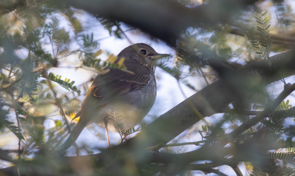 eremittskogtrost - ML644677615