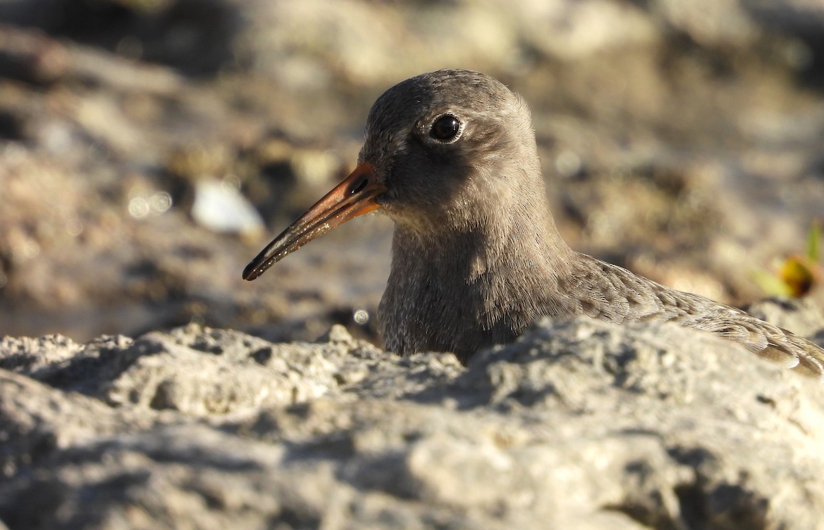 fjæreplytt - ML644677616