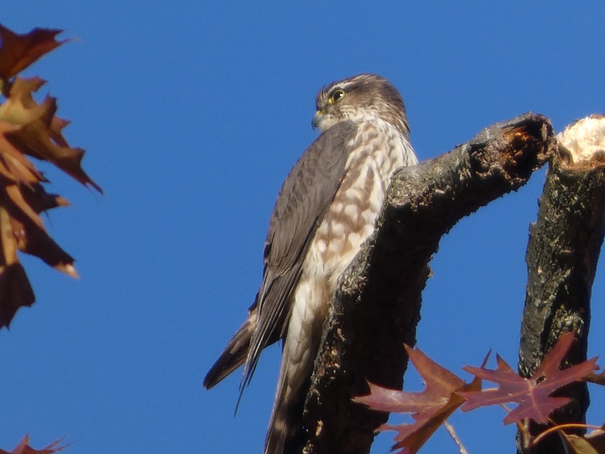 dvergfalk - ML644677618