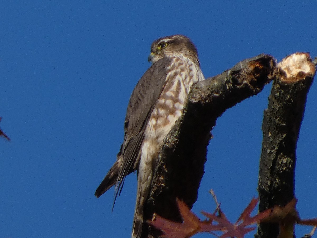 dvergfalk - ML644677619