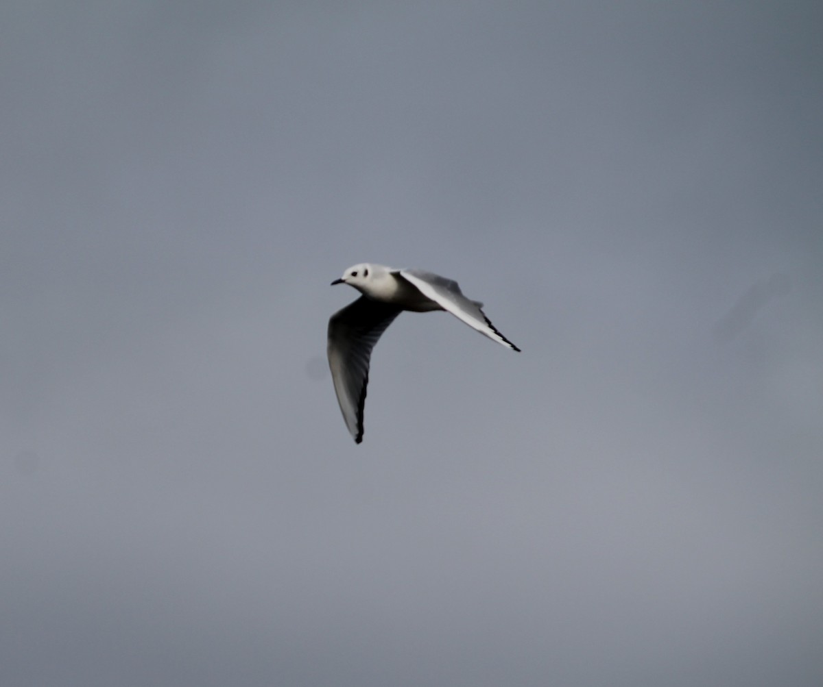 kanadahettemåke - ML644677620