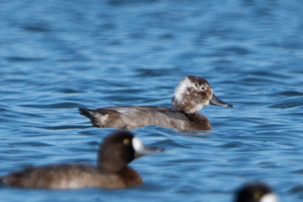 kobberhodeand - ML644677621