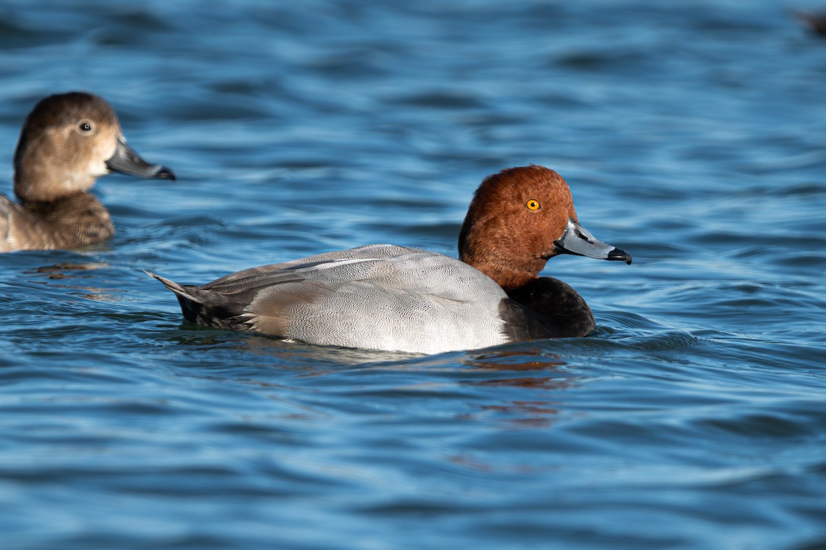 kobberhodeand - ML644677622