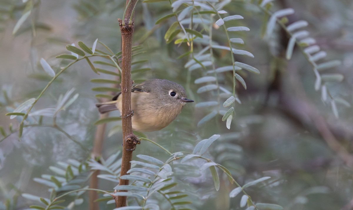 rubinfuglekonge - ML644677626