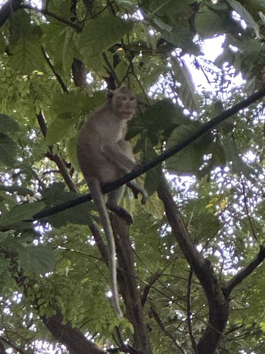 Long-tailed Macaque - ML644677628