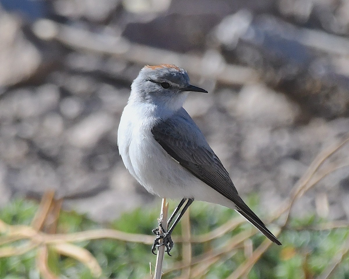 rødkronemarktyrann - ML644677629