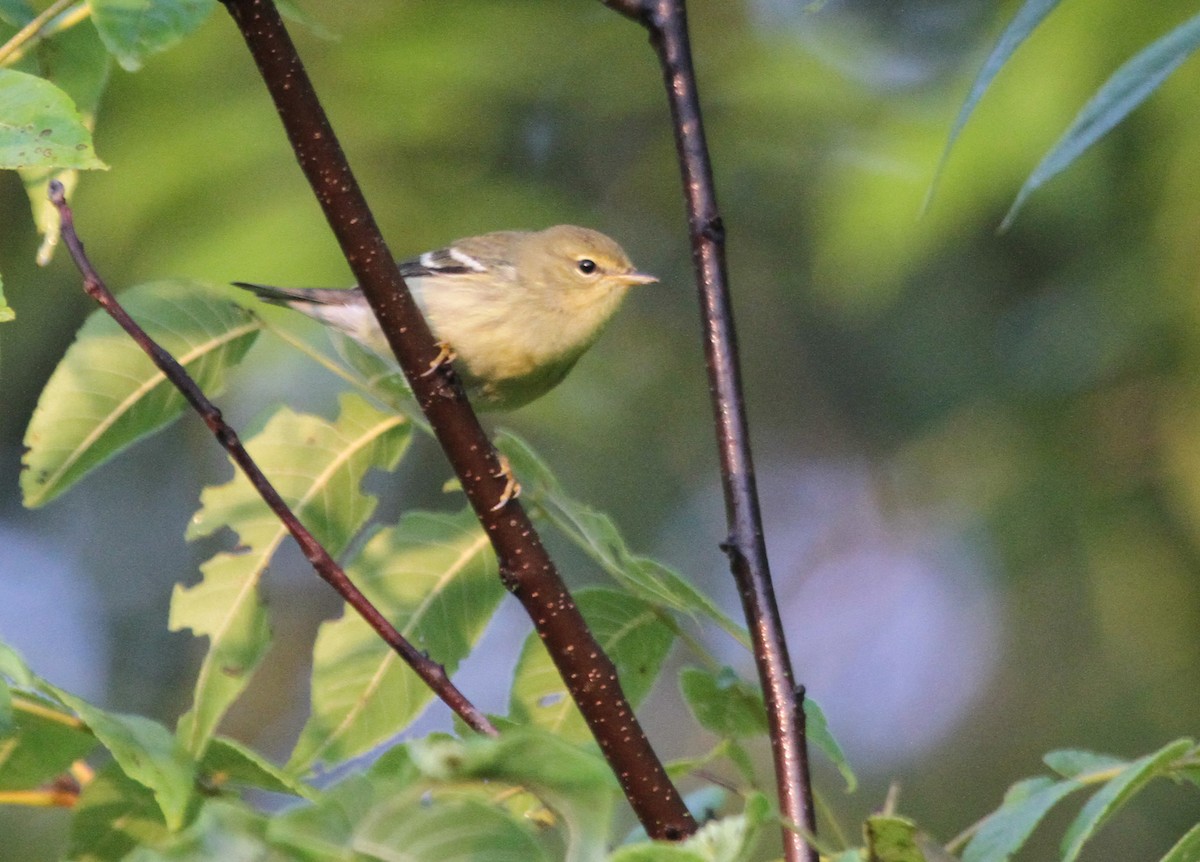 svarthetteparula - ML644677630