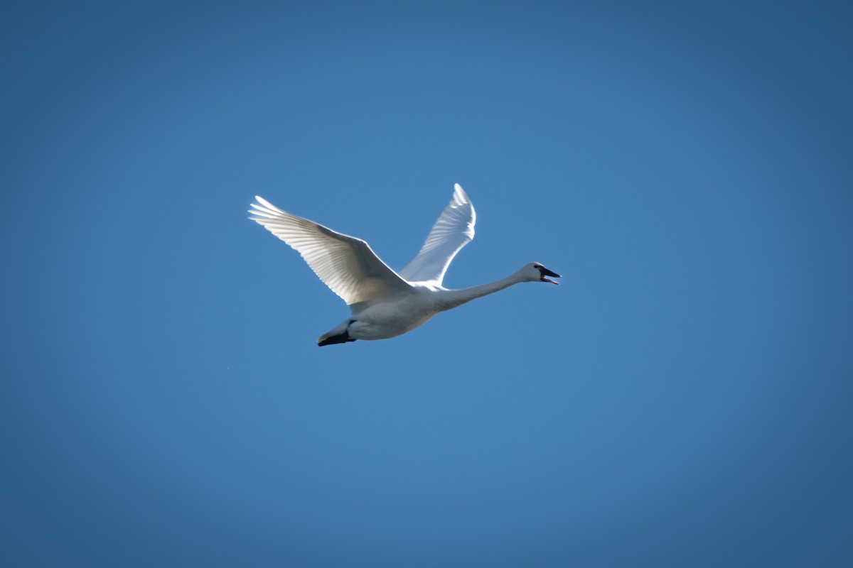 dvergsvane - ML644677632