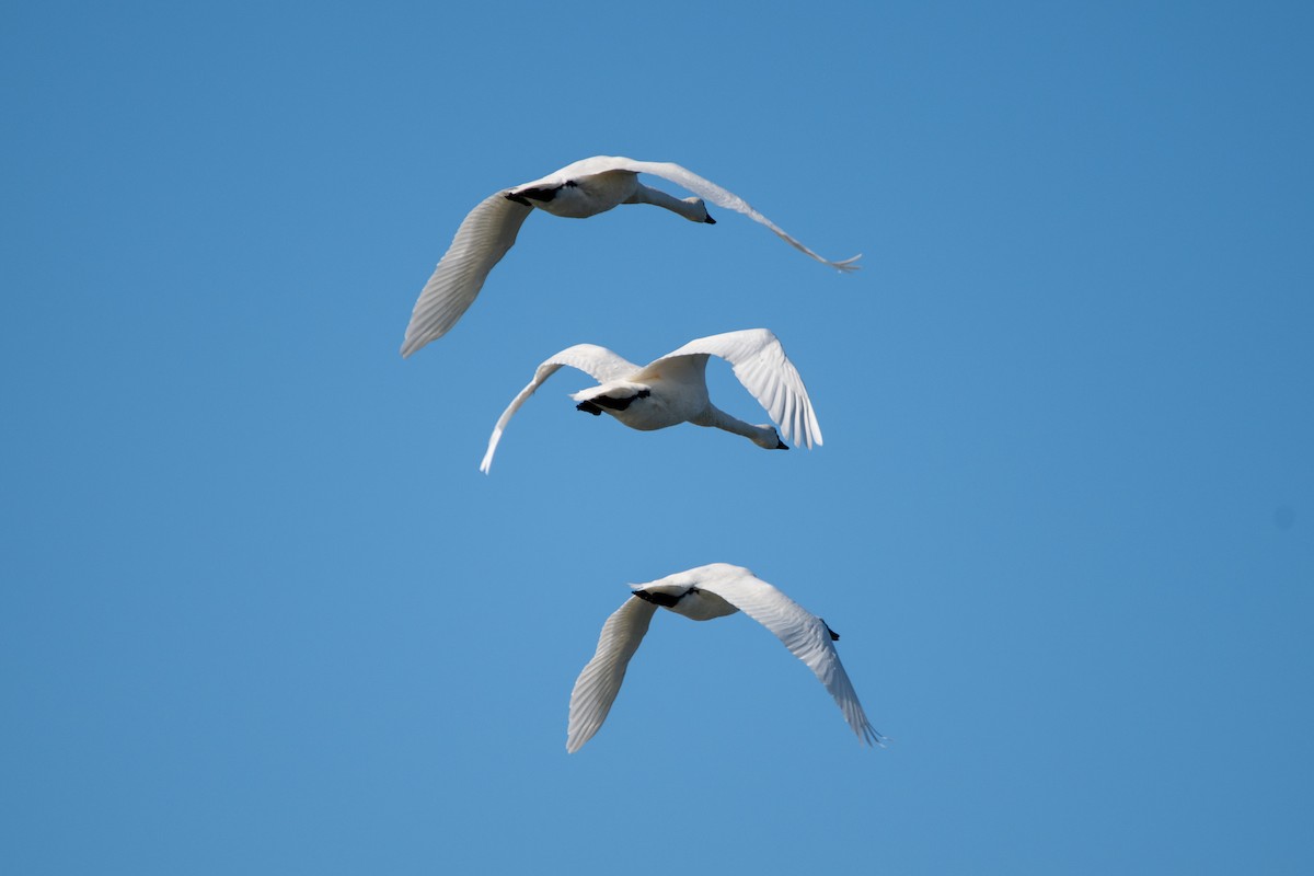 dvergsvane - ML644677633