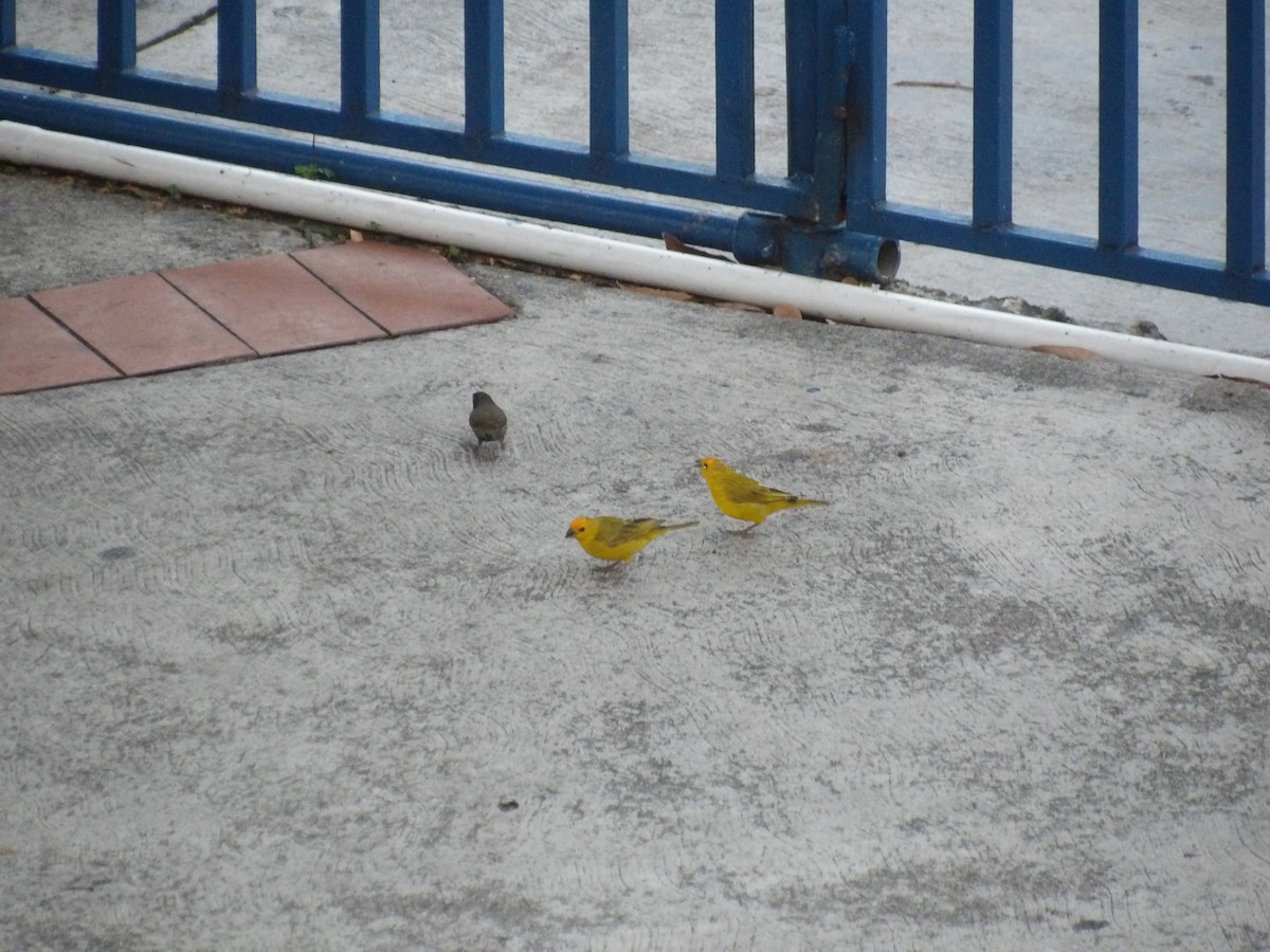 safranspurv (flaveola gr.) - ML644677635