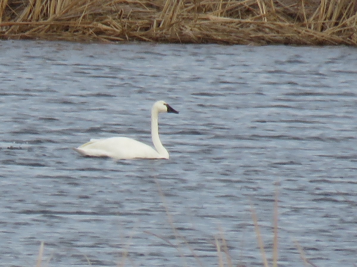 dvergsvane - ML644677636