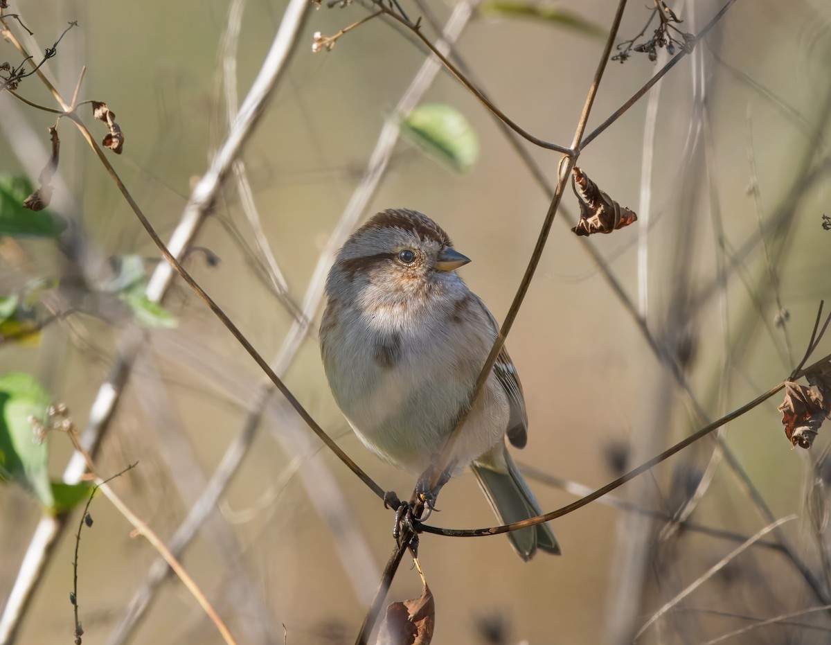 American Tree Sparrow - ML644677643