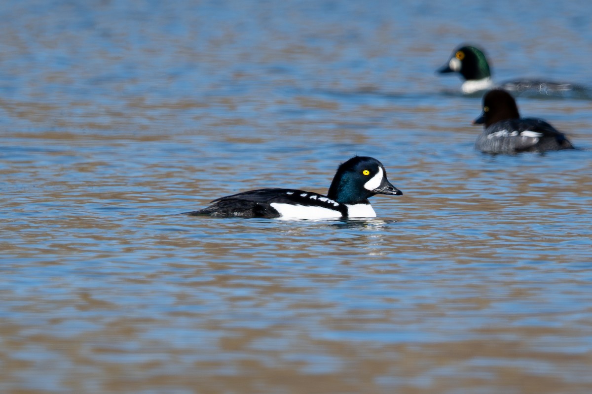 Murgilari islandiarra - ML644677644