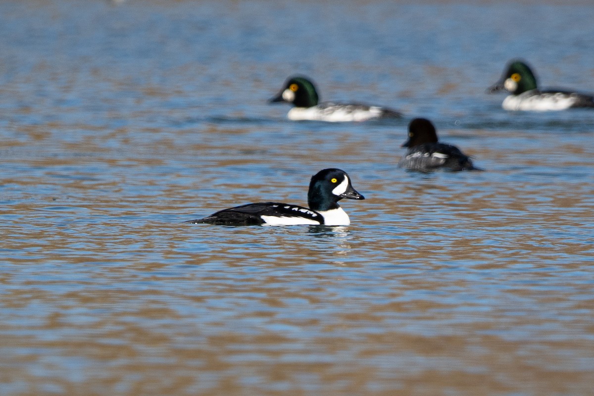 Murgilari islandiarra - ML644677645