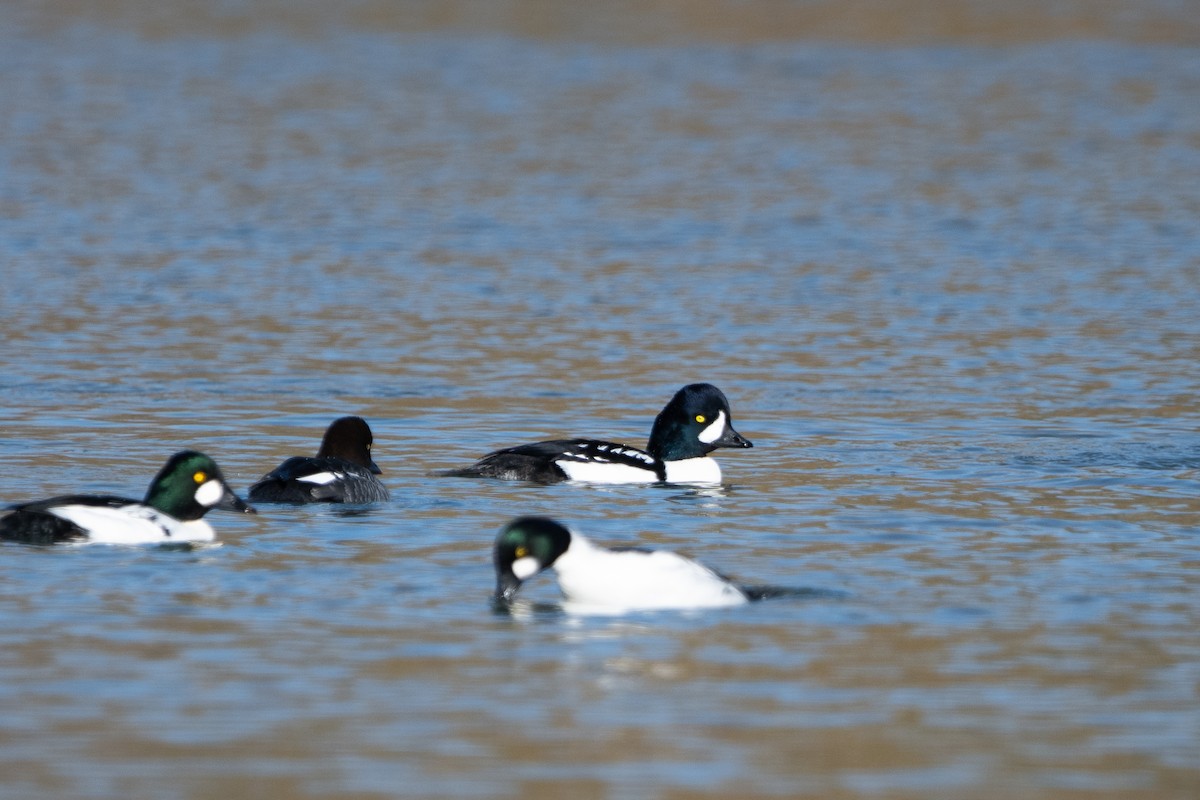 Murgilari islandiarra - ML644677646