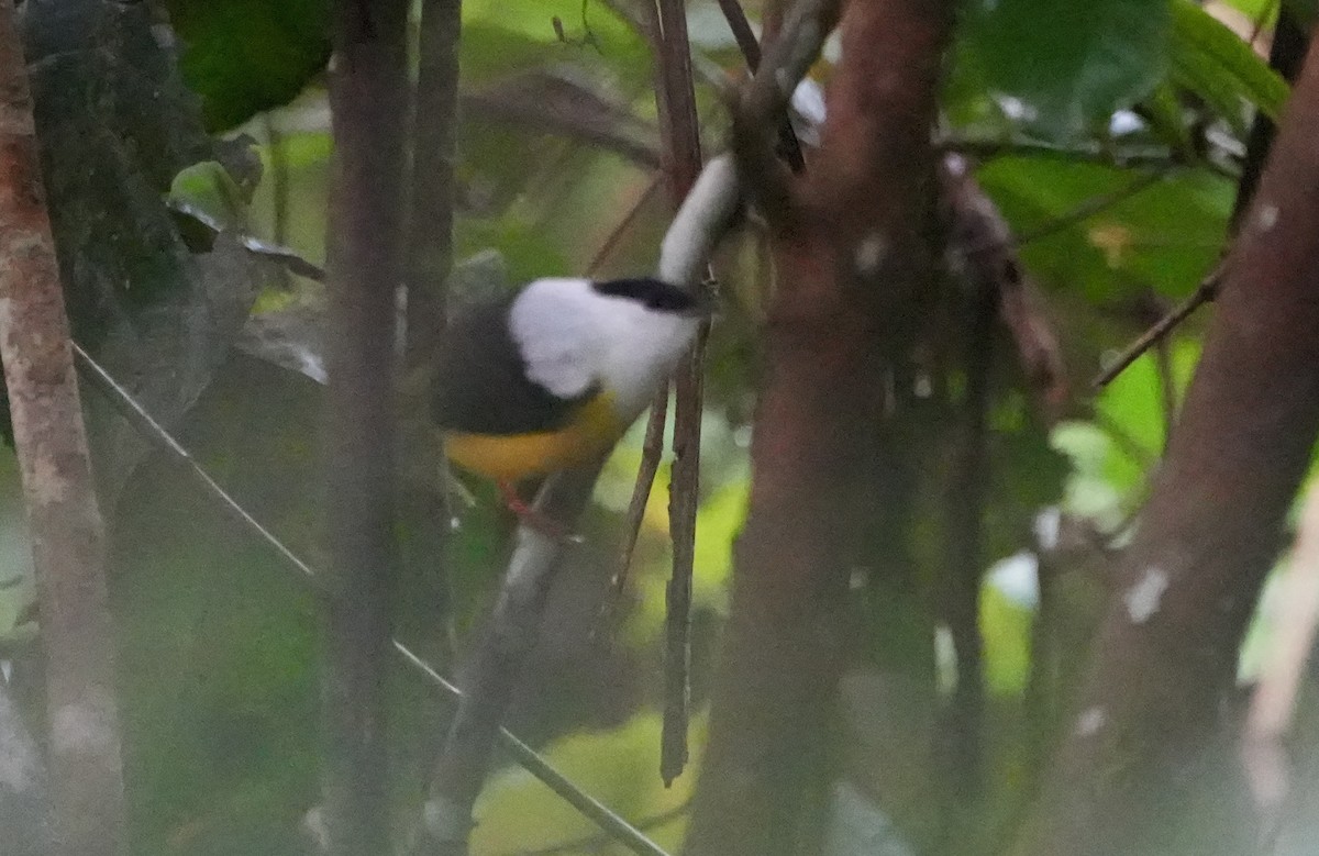 White-collared Manakin - ML644677647
