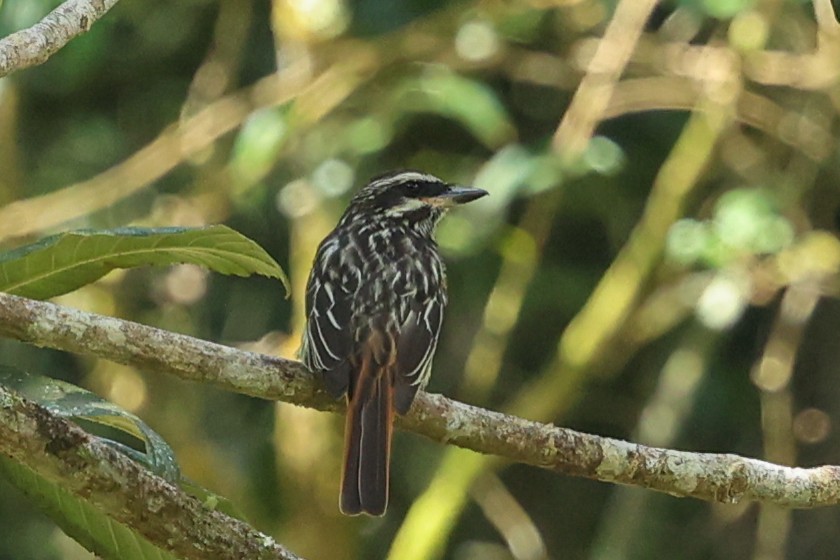 Streaked Flycatcher - ML644677648