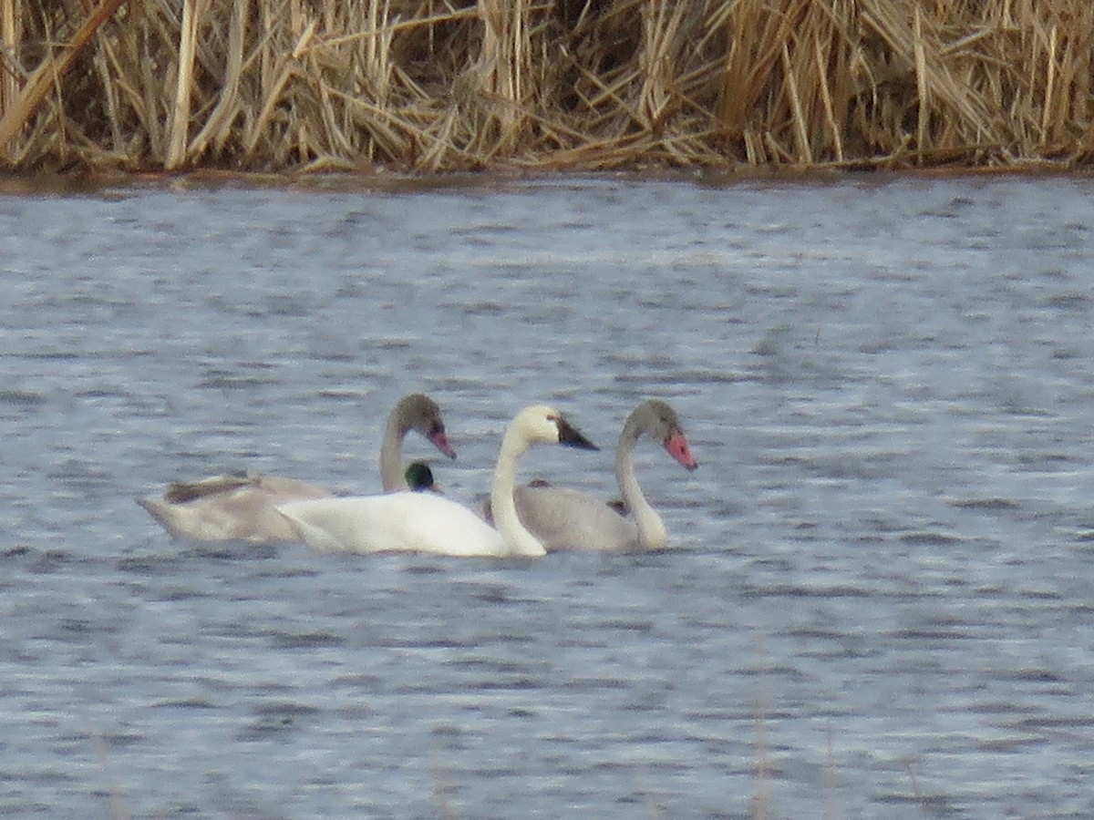 Американский лебедь - ML644677651