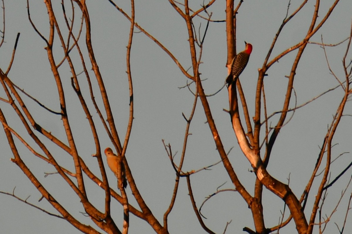 Red-bellied Woodpecker - ML644677653