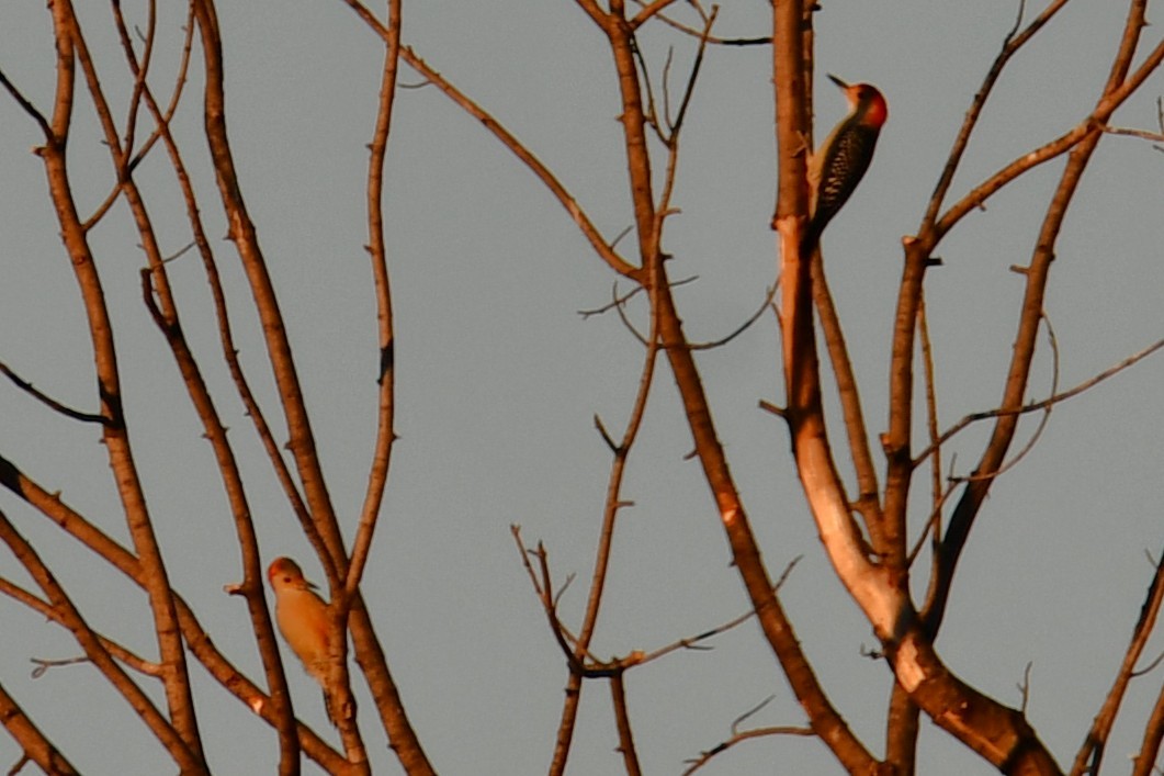 Red-bellied Woodpecker - ML644677654