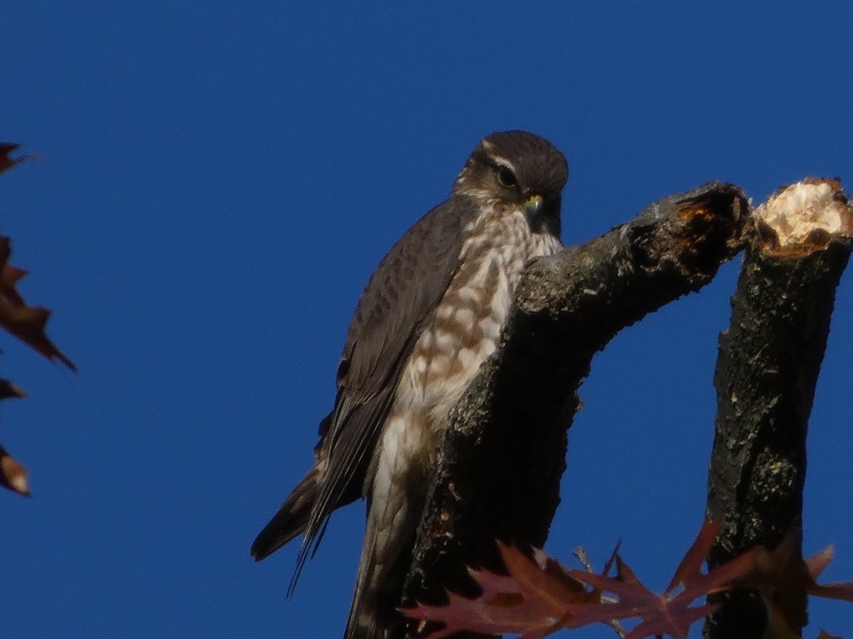 Підсоколик малий - ML644677663