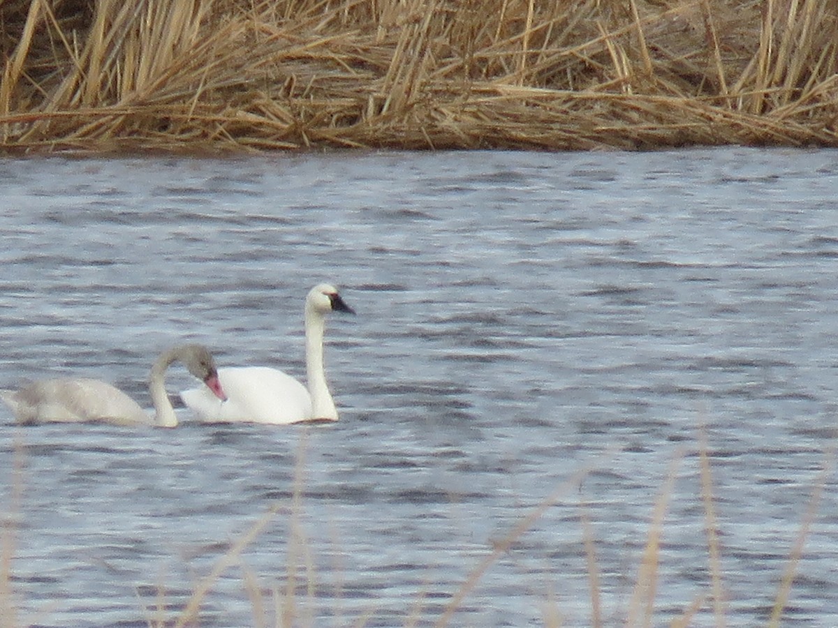 Американский лебедь - ML644677664