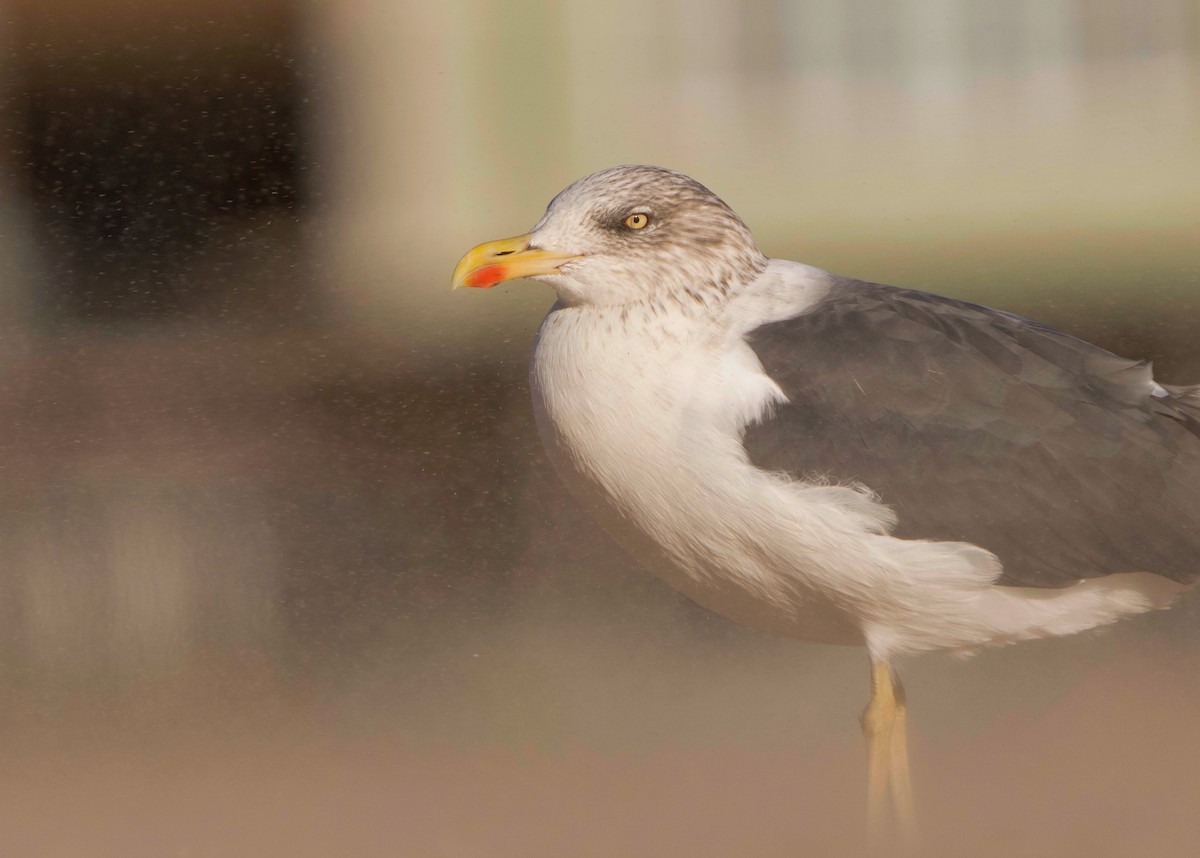 Gaviota Sombría - ML644677674