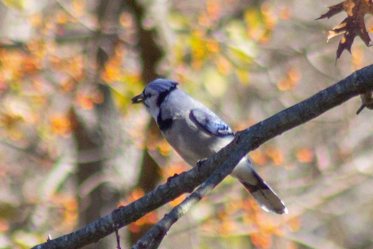 Blue Jay - ML644677675