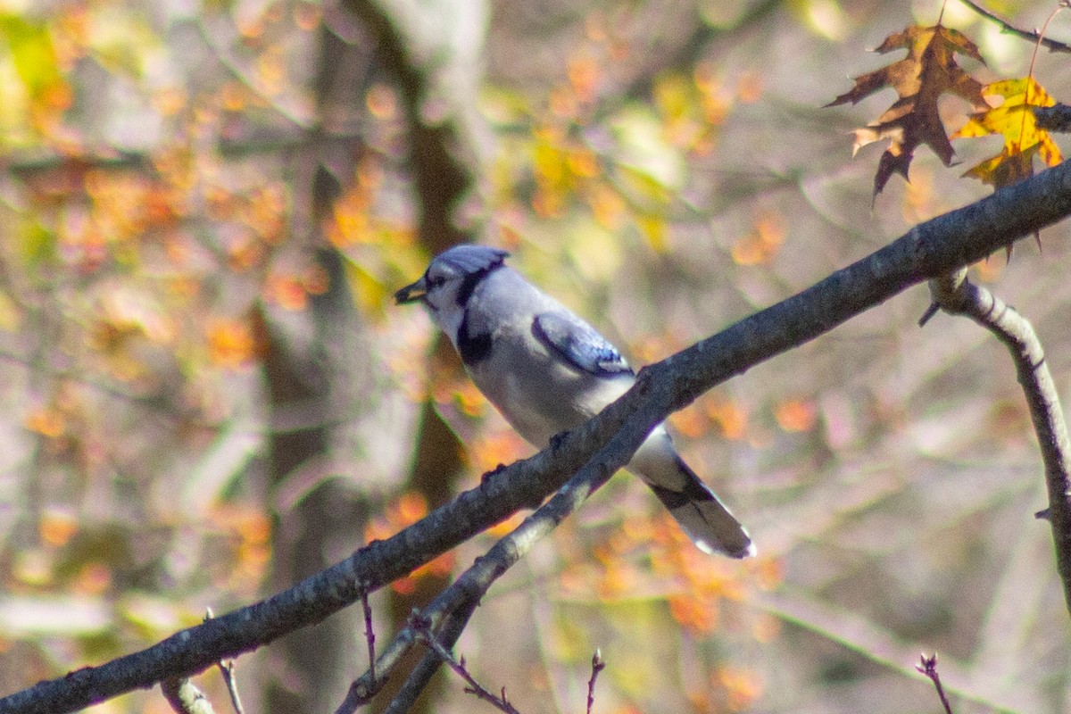 Blue Jay - ML644677676