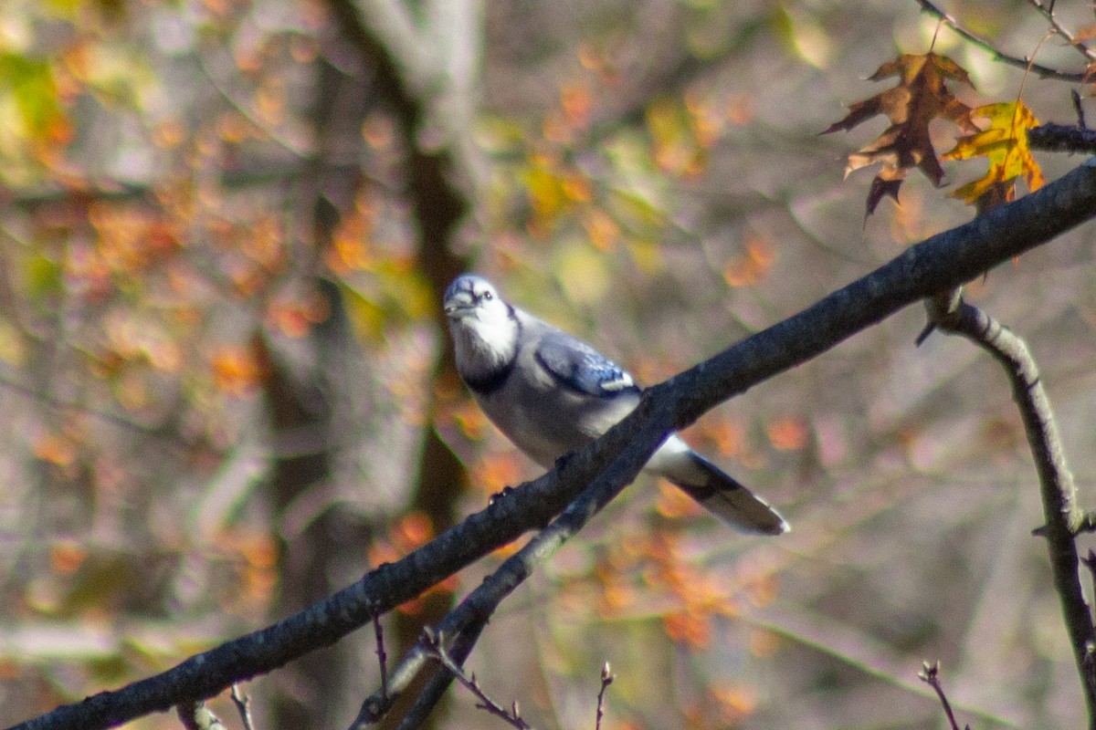 Blue Jay - ML644677677