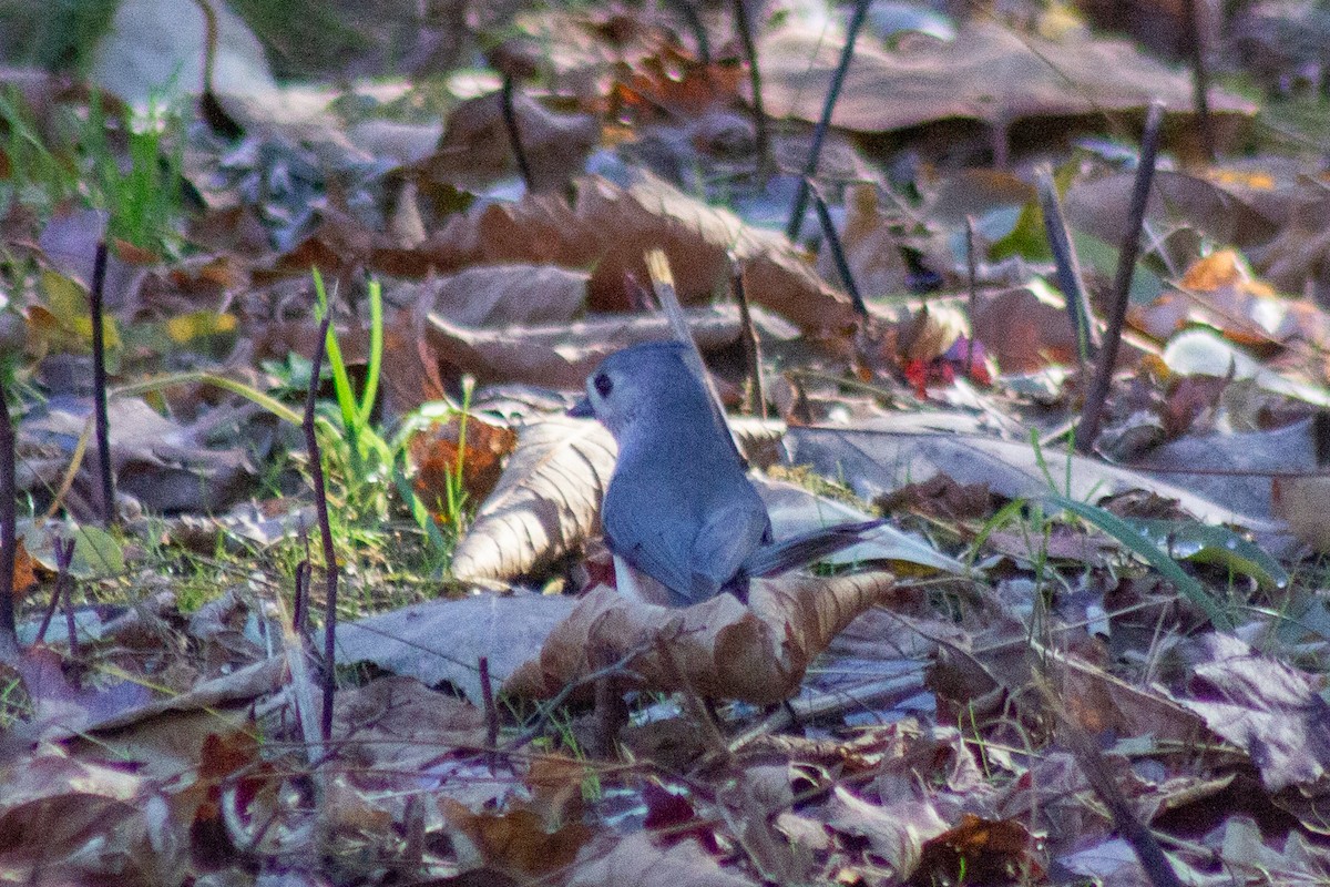 gråduskmeis - ML644677678