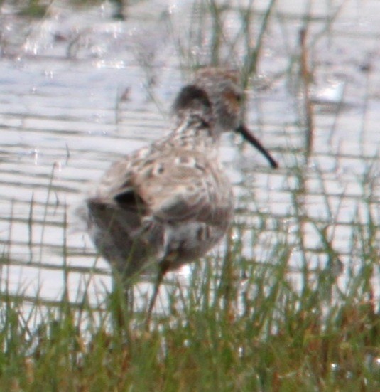 Stilt Sandpiper - ML644677680